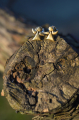 Stud earrings little guardian angel yellow gold plated